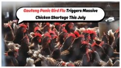 H5N1 Bird Flu Hits Gauteng Hard – July Chicken Prices Soar Amid Poultry Crisis