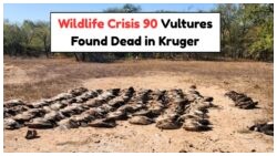 Tragic Poisoning of 90 Vultures in Kruger Park Sparks South Africa's July Emergency Declaration